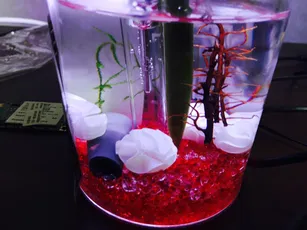 えびの水槽引越しと環境整備と飼育について