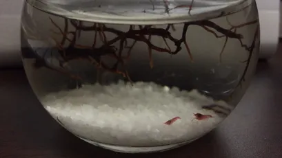 小さなえびを飼い始めて2ヶ月が過ぎた